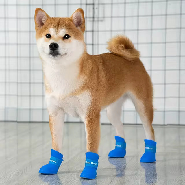 Chaussures pour chien