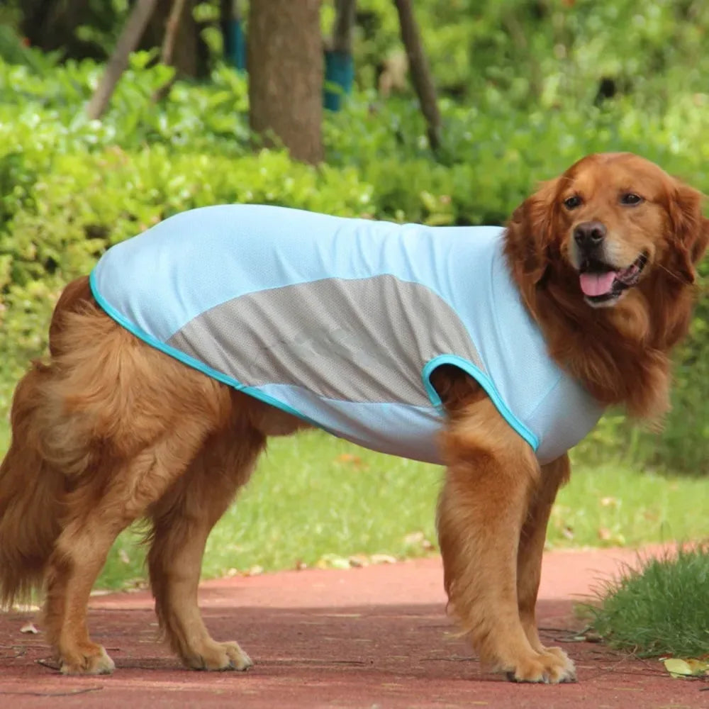 gilet fraicheur chien