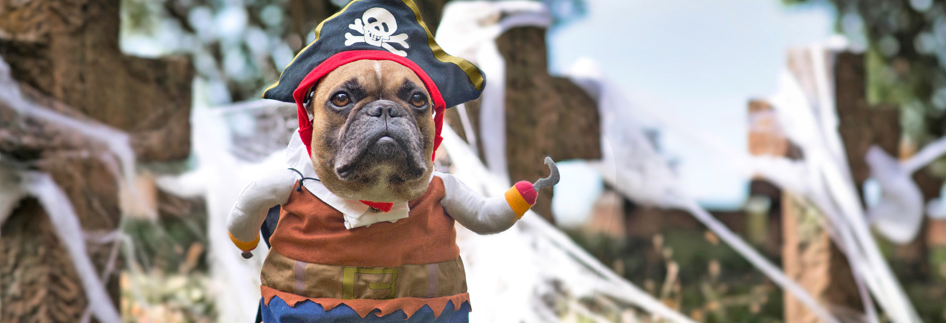 Déguisement chien pirate halloween