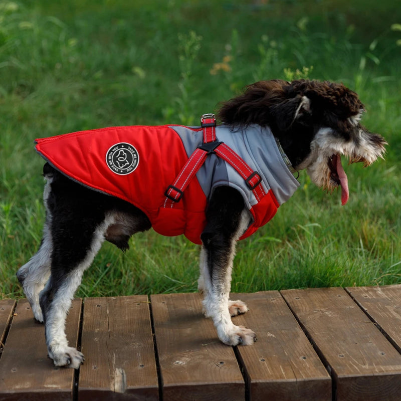 manteau pour petit chien yorkshire