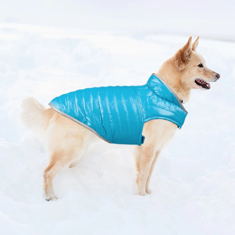 Manteau Chien Velcro Bleu