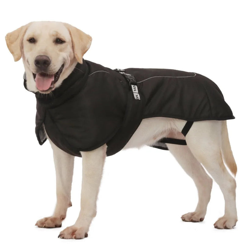 veste pour gros chien