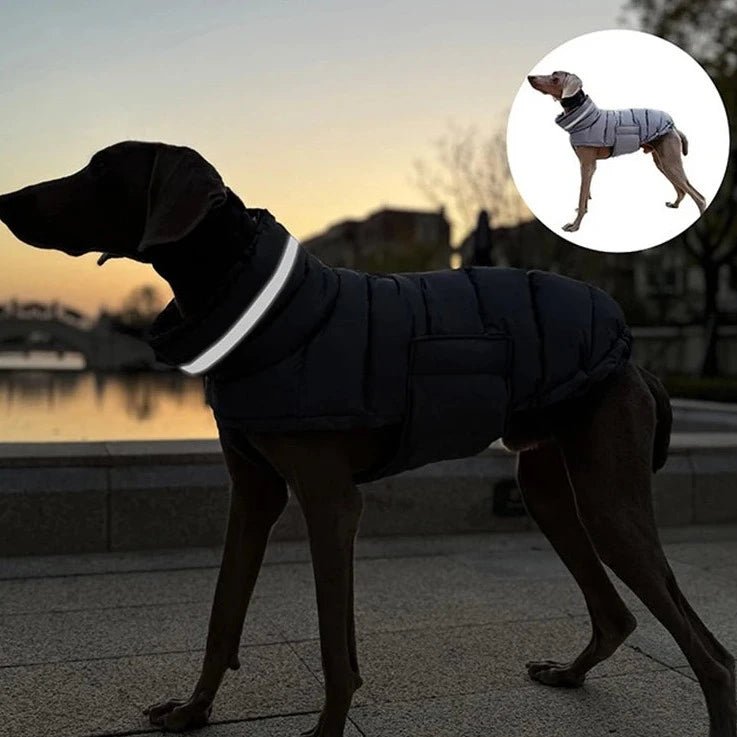 manteau noir pour chien