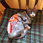 Pull Renne de Noël pour Chat - Vignette | La Truffe Pimpante