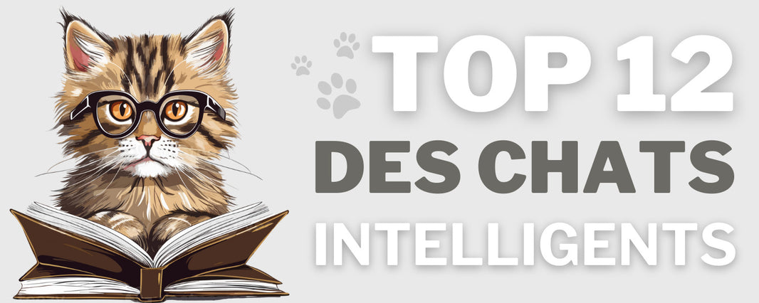 TOP 12 Chats les plus intelligents