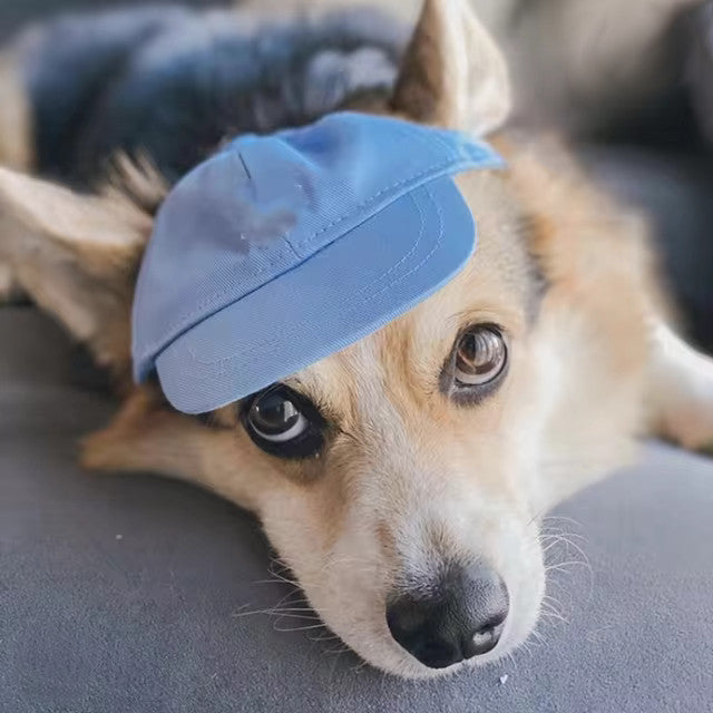 Casquette pour chien