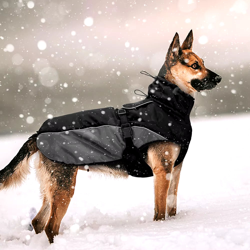 Manteau chien berger allemand