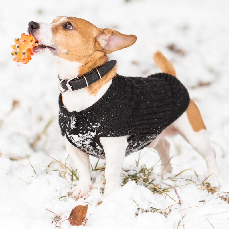 Pull pour chien