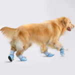 Chaussures Golden Retriever & Grand Chien - Vignette | La Truffe Pimpante