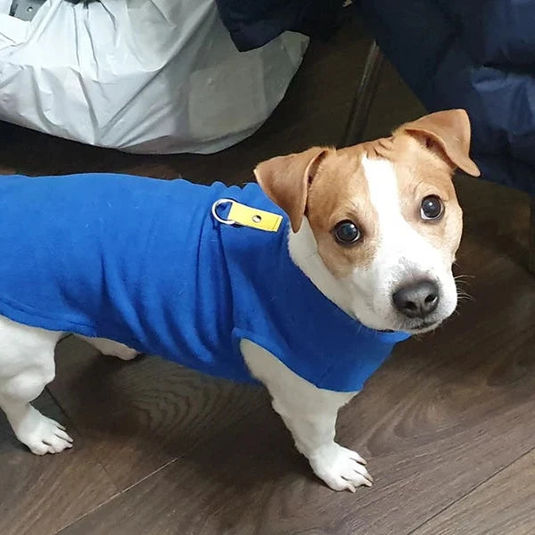 Veste Chien Bleu