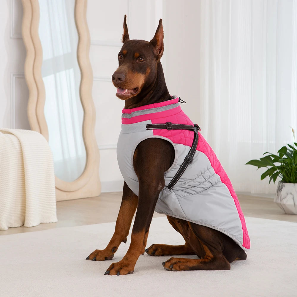 veste doberman gris rose