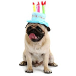 Chapeau d'Anniversaire pour Chien - Vignette | La Truffe Pimpante