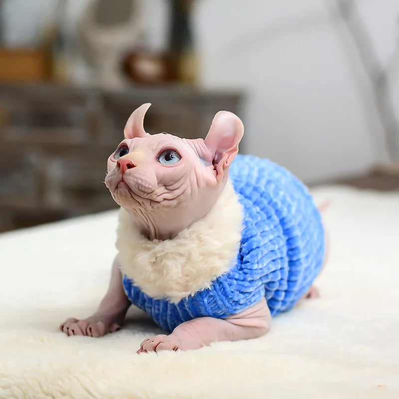 Pull Tricot pour Sphynx