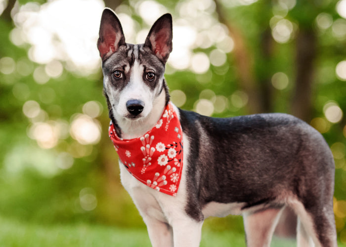 Bandana Rouge Fleuri pour Chien