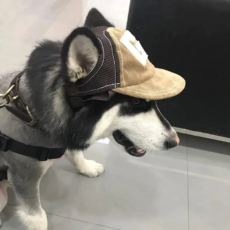 Casquette Baseball Marron Chien