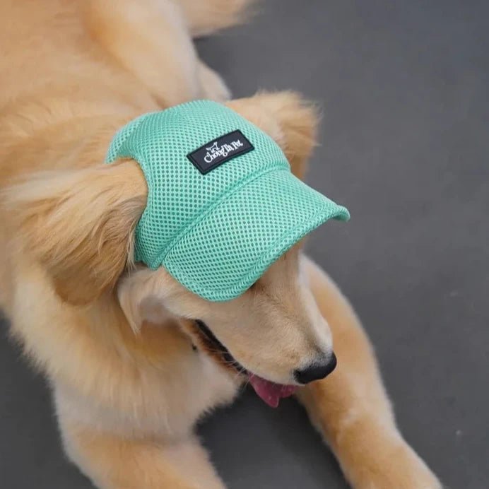 Casquette grand chien verte