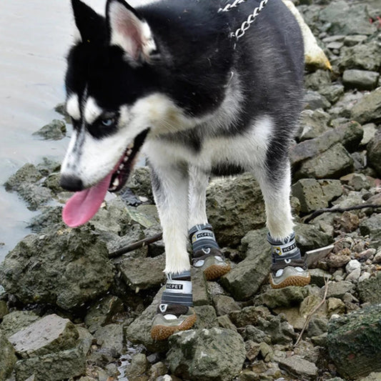 Chaussure Chien Randonnée