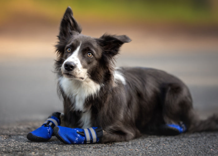 Chaussures Border Collie Chien Bleu