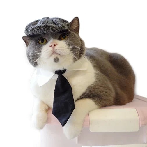 Costume Peaky Blenders pour Chat