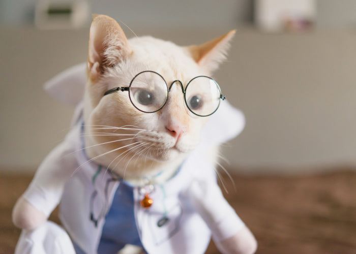 Costume Docteur Chat