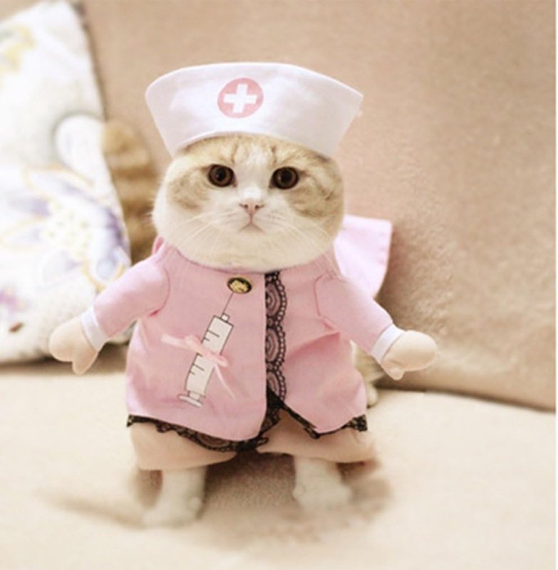 costume infirmière chat