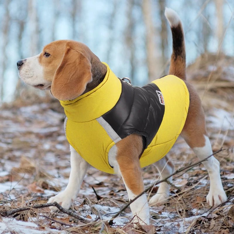 Manteau pour beagle