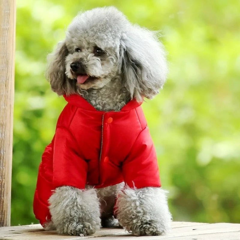 Manteau caniche