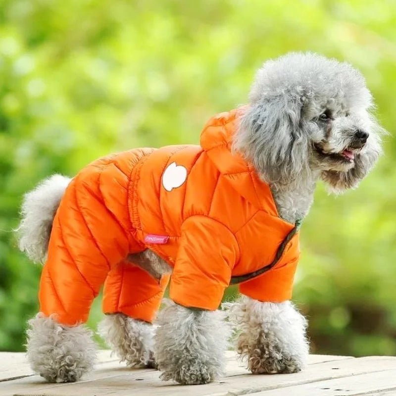 manteau caniche orange