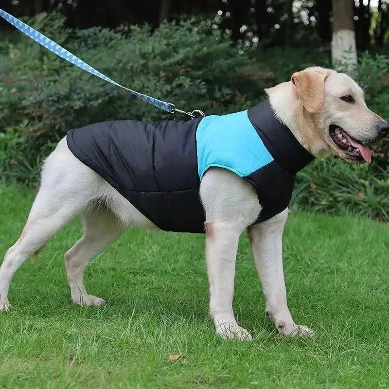 Manteau Chien avec Harnais