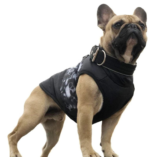 Manteau Chien Biker