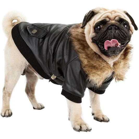 blouson bouledogue francais simili