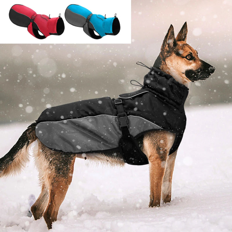 manteau vieux chien