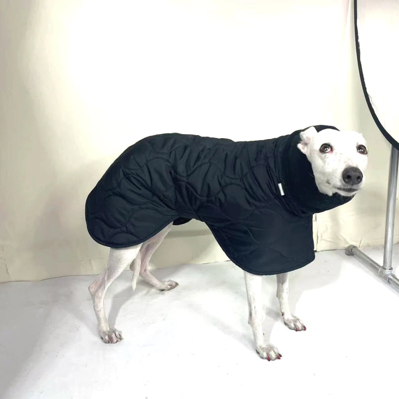 manteau chien levrier