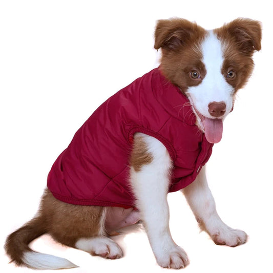 Manteau pour Border Collie 