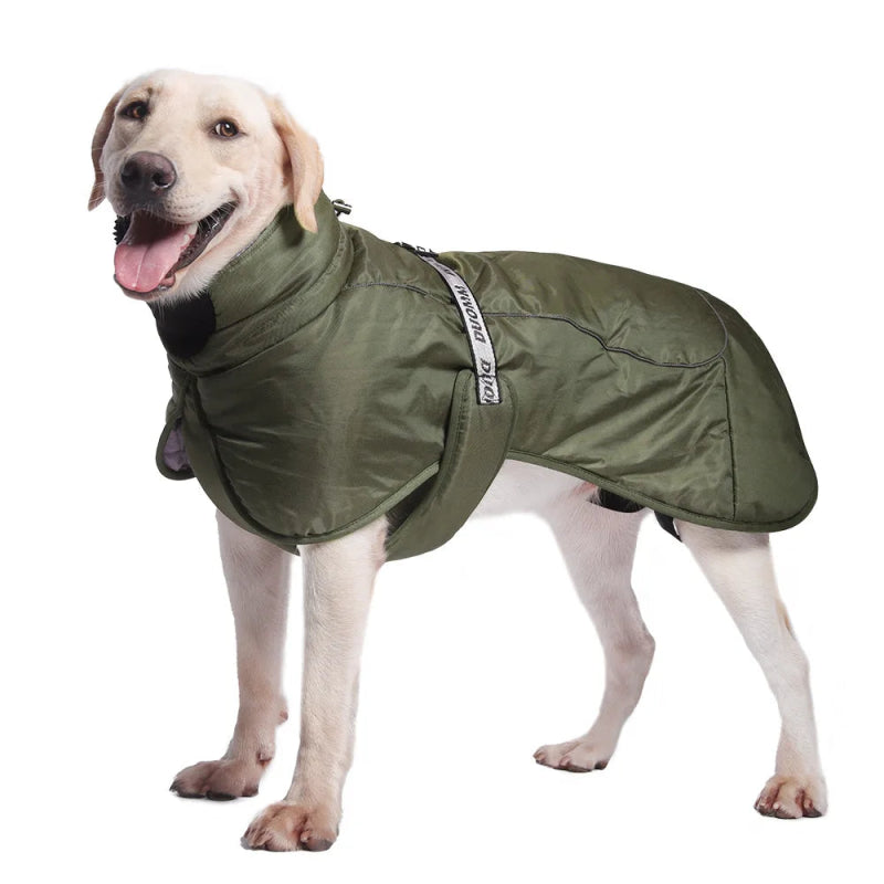 veste xxl chien