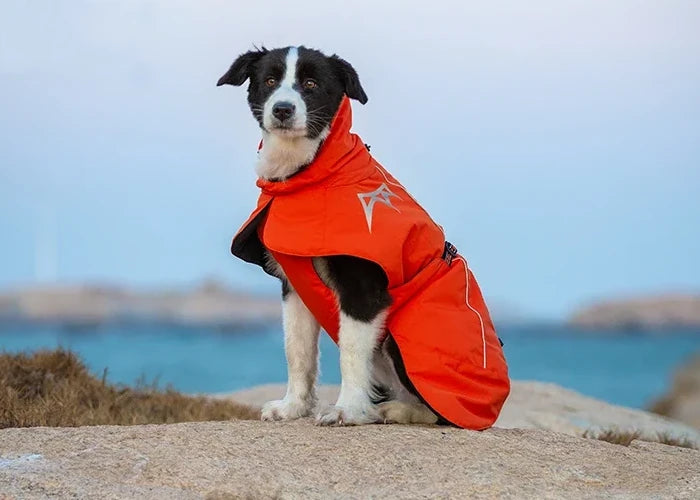 Manteau Rouge haut de gamme pour chien