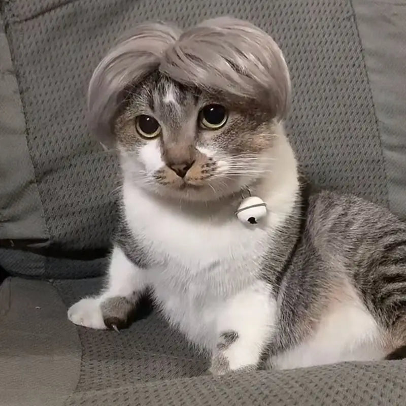 Perruque Cheveux Gris Chat