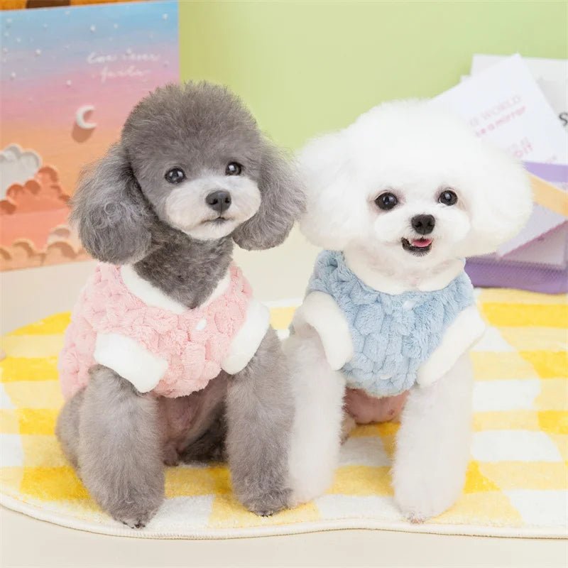 pull chien bichon