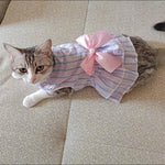 Robe Chat Femelle - Vignette | La Truffe Pimpante