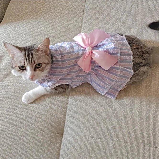 Robe Chat Femelle Rayée Violette