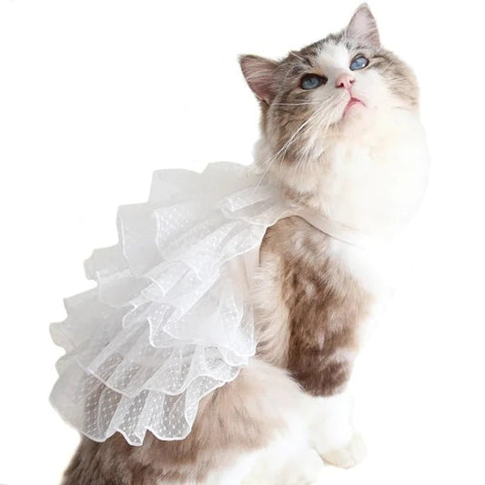 Robe de Mariée Chat