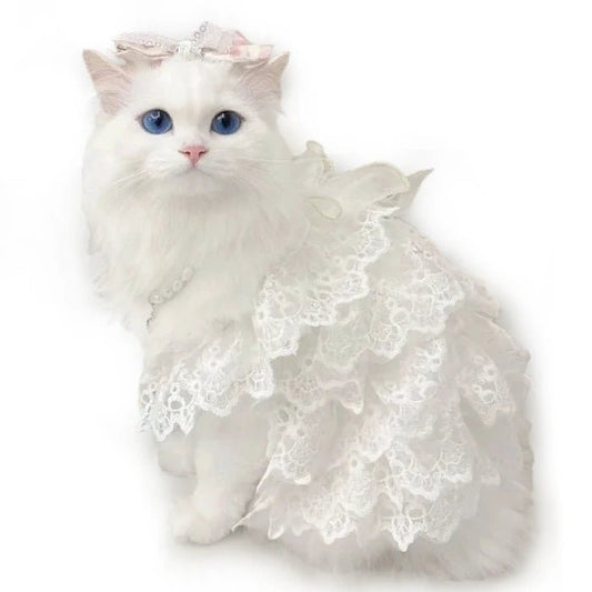 Robe Mariage Chat