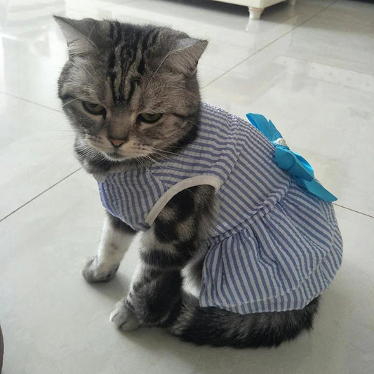 Robe Marinière Chat