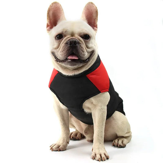 veste bouledogue français